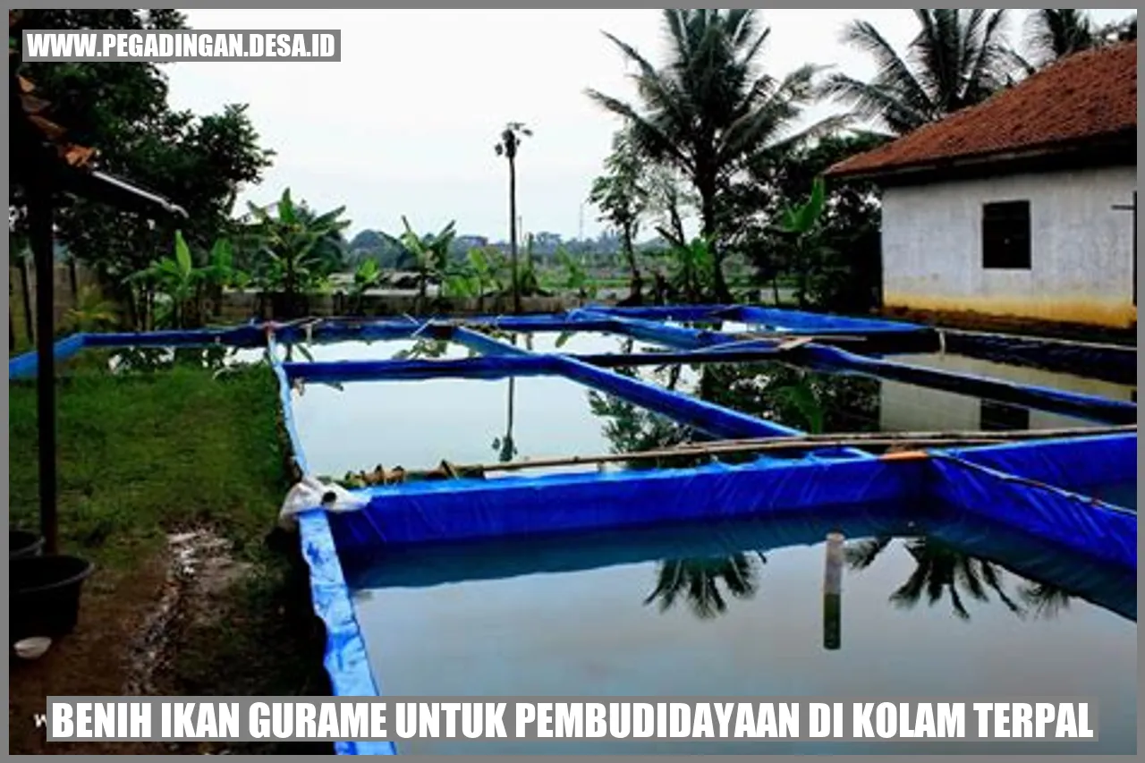 Benih Gurame di Kolam Terpal