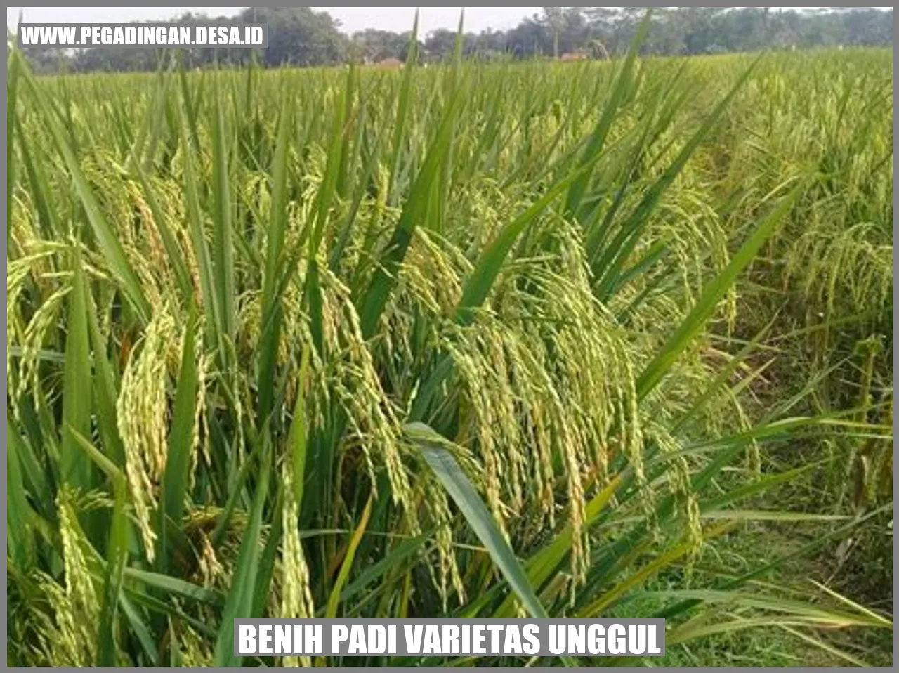 Benih Padi Varietas Unggul