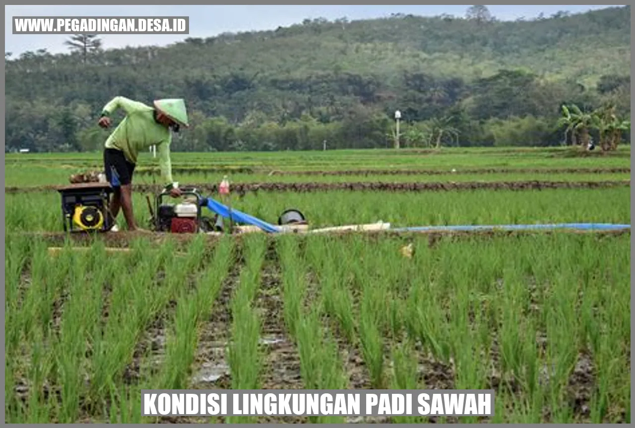 Kondisi Lingkungan Padi Sawah