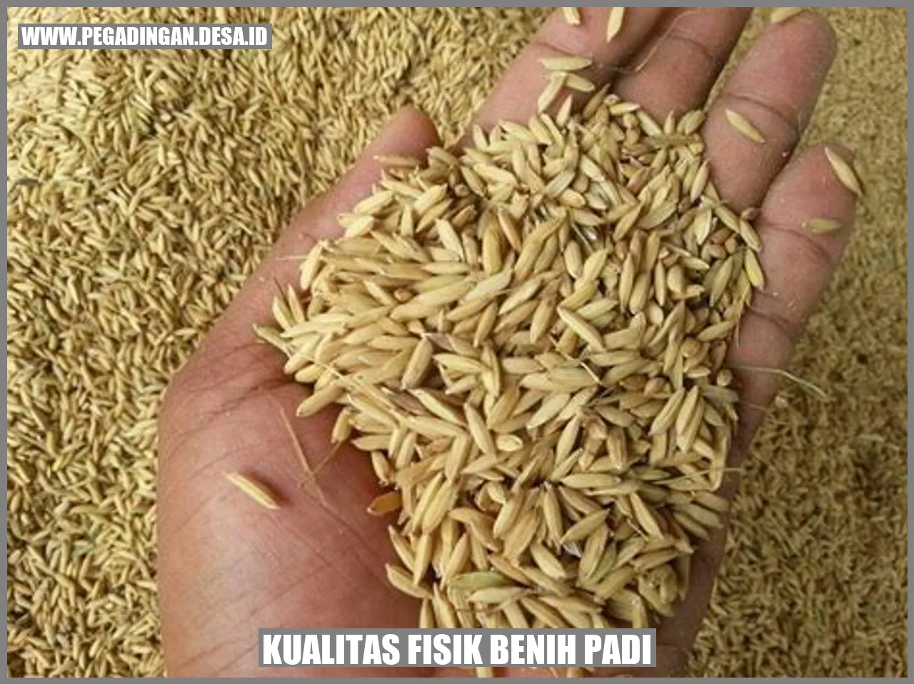 Kualitas Fisik Benih Padi
