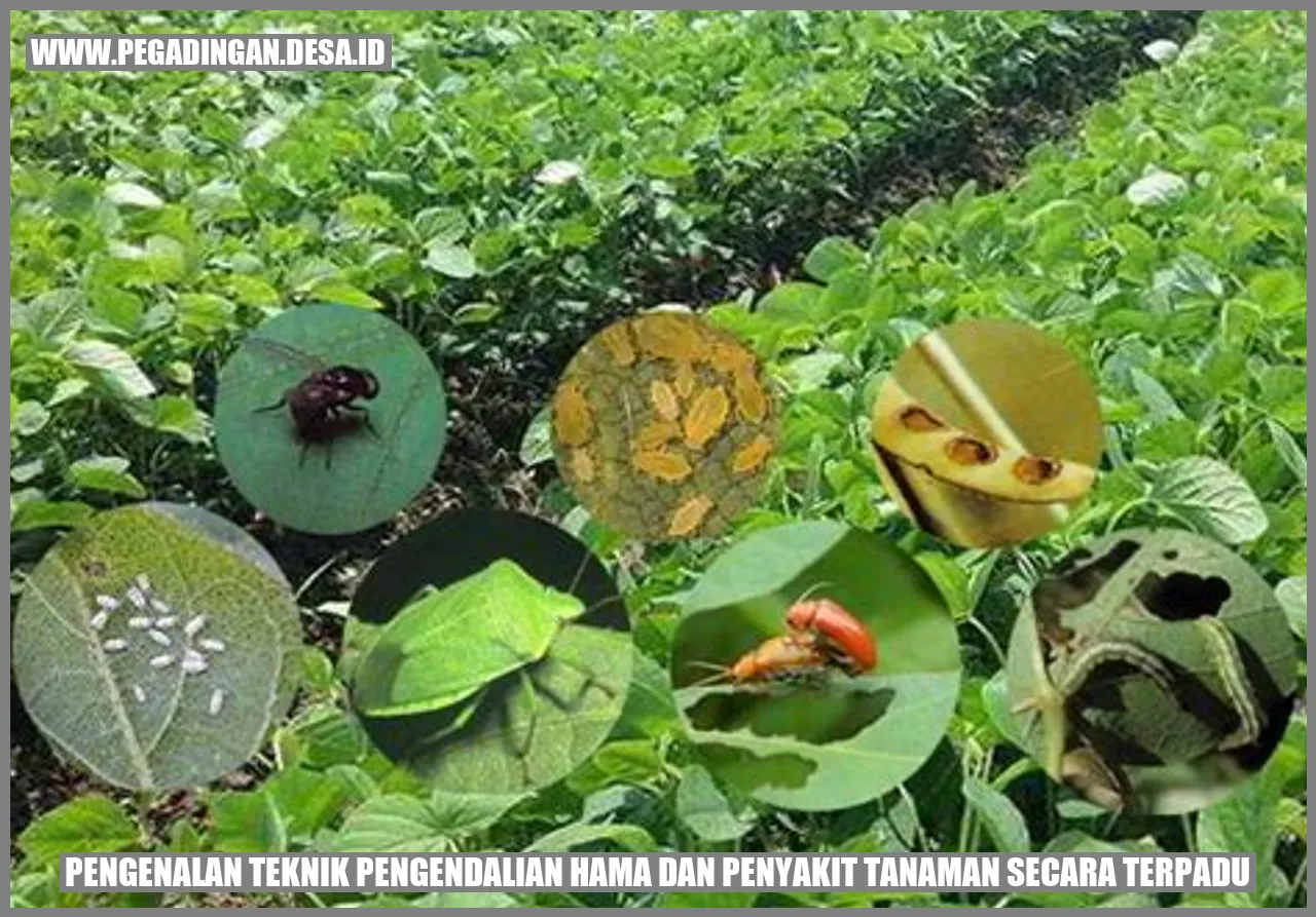Pengenalan Teknik Pengendalian Hama dan Penyakit Tanaman secara Terpadu