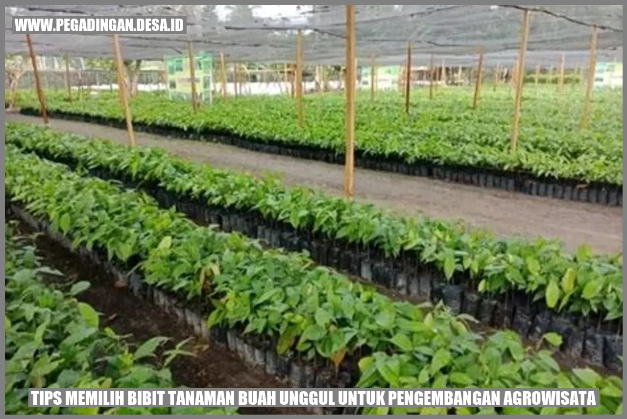 Tips Memilih Bibit Tanaman Buah Unggul untuk Pengembangan Agrowisata